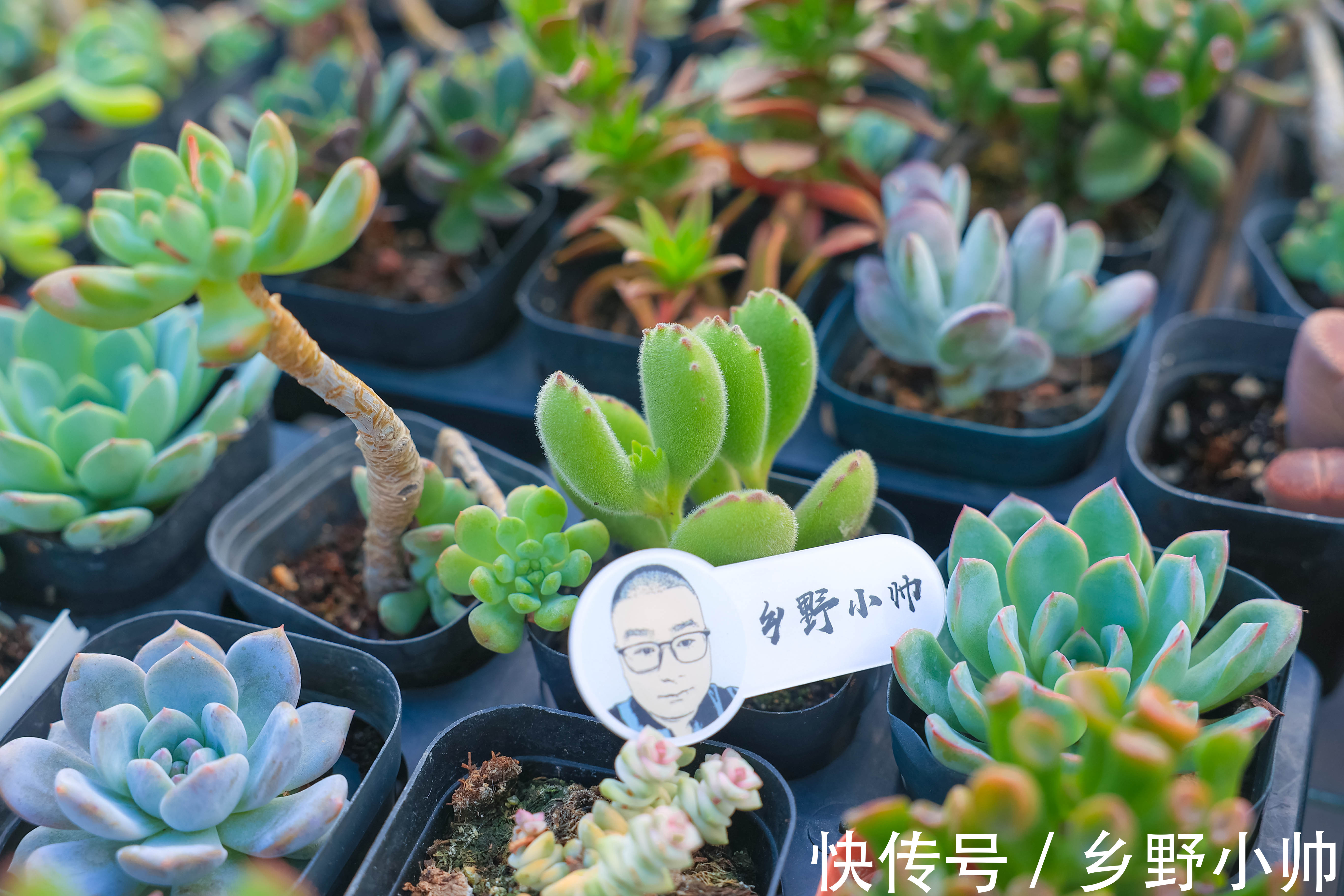 排水性|全颗粒养多肉好不好？不同的颗粒配比有什么优缺点？小帅为你解答
