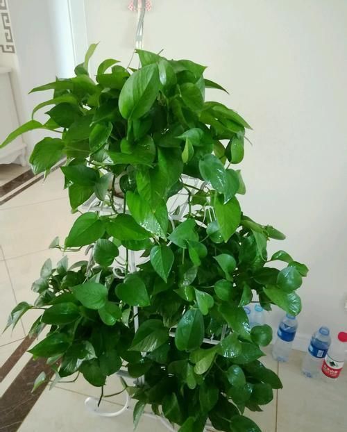  叶片|养绿萝不爆盆，用几粒这个，绿叶子挤满盆，大如手掌，蹭蹭长