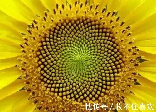 植物|神“造”般的植物奇景，仿佛画作精品，小编已深深着迷！