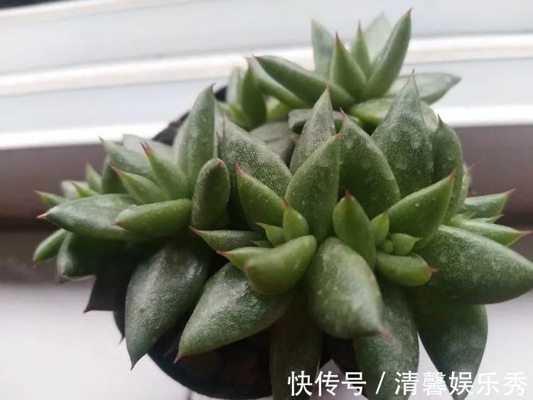 90后川妹子的“丑肉”逆袭记！时光不弃，多肉常在！
