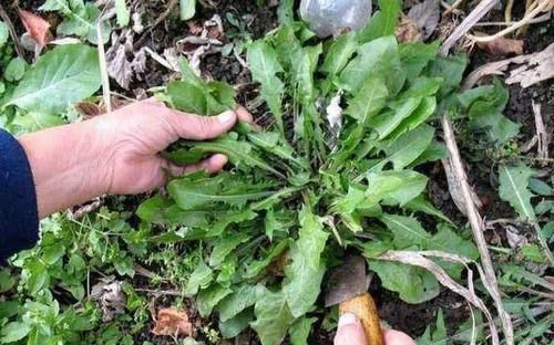  天然“护肝药”找到了，经常吃一点，排毒又养肝，肝病不来扰