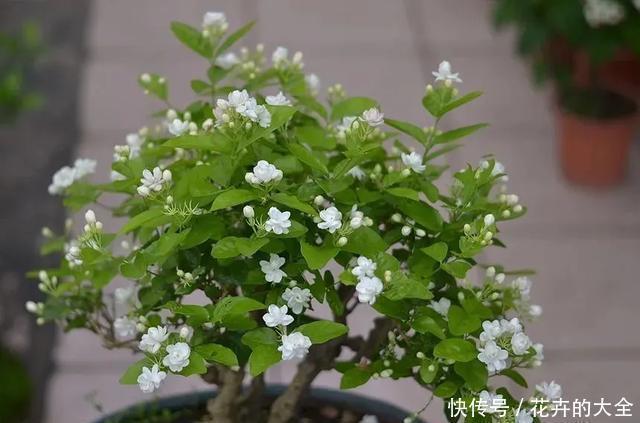 3种花养在小盆里，2年变老桩，茎干粗壮开花香，1次能开50朵