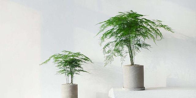 文竹爱黄叶，学了这5招，叶子绿的滴油，蹭蹭长到巨无霸！