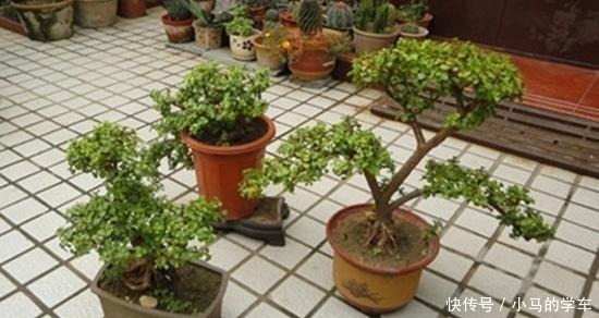 盆景|金枝玉叶，别养错了，30天剪一次，精雕细琢，养成盆景才漂亮！