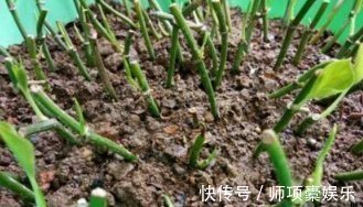 叶子|爱吃“油”的盆栽,你知道是什么吗只需喝2滴,1年养出百十盆
