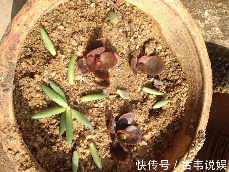 别人扔的多肉,他非要捡,最后照样也能养爆盆!