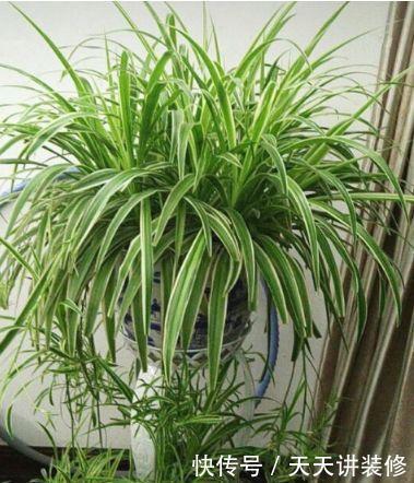 4种富贵花,添福添贵添好运,财运爆发,事业风生水起!