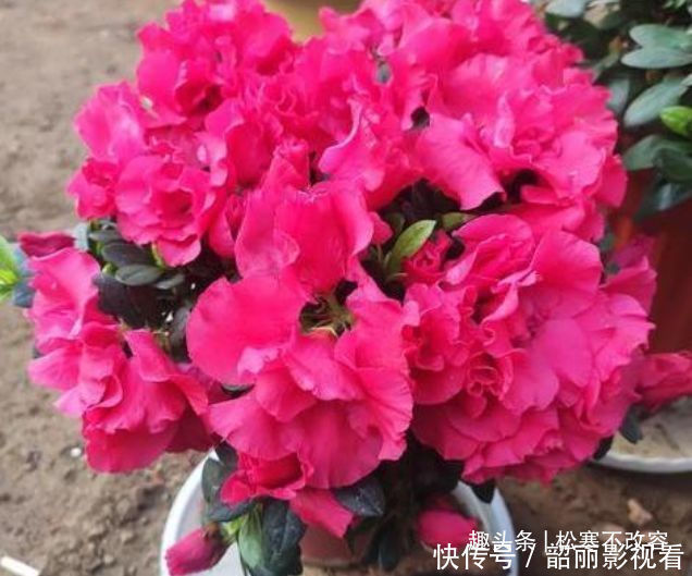 风雨兰|几种花养家里，福旺运旺财更旺，花开不断，还能旺财！