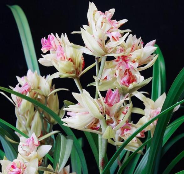 阳台养兰花,牢记掌握“3个要点”,不烂根无病害,出芽率高