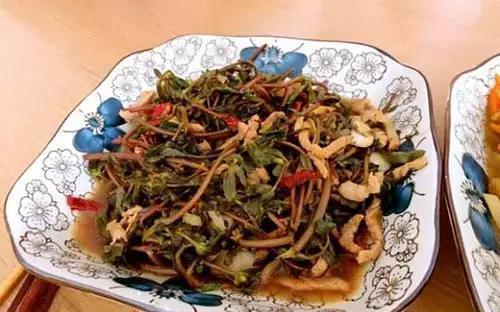 功效|马齿苋居然是“救命”的良药,究竟有哪些功效呢看完果断收藏