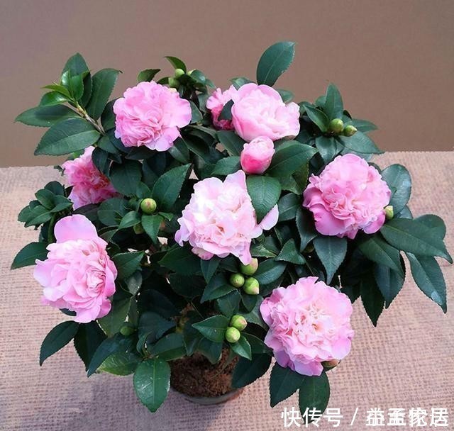 茶花|都说杜鹃、茶花难养,其实问题就三点,做好了常年长得好开花多