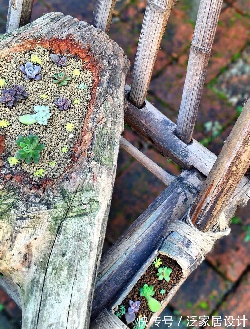 叶插|用葫芦种多肉，一养就是三年，邻居给钱都不卖