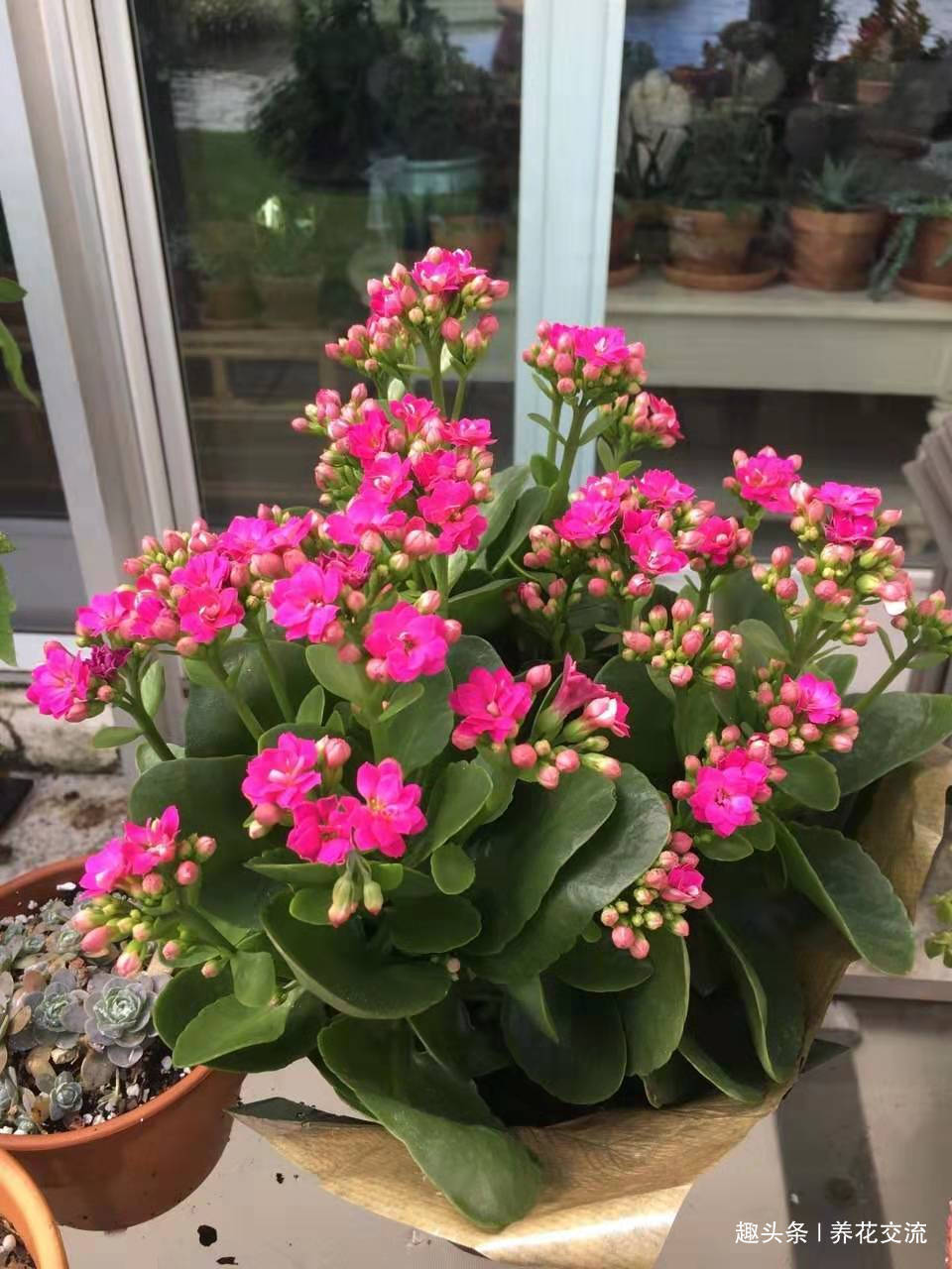 养护盆栽长寿花掌握这个秘诀，冬春花朵凋谢后还能再次开花
