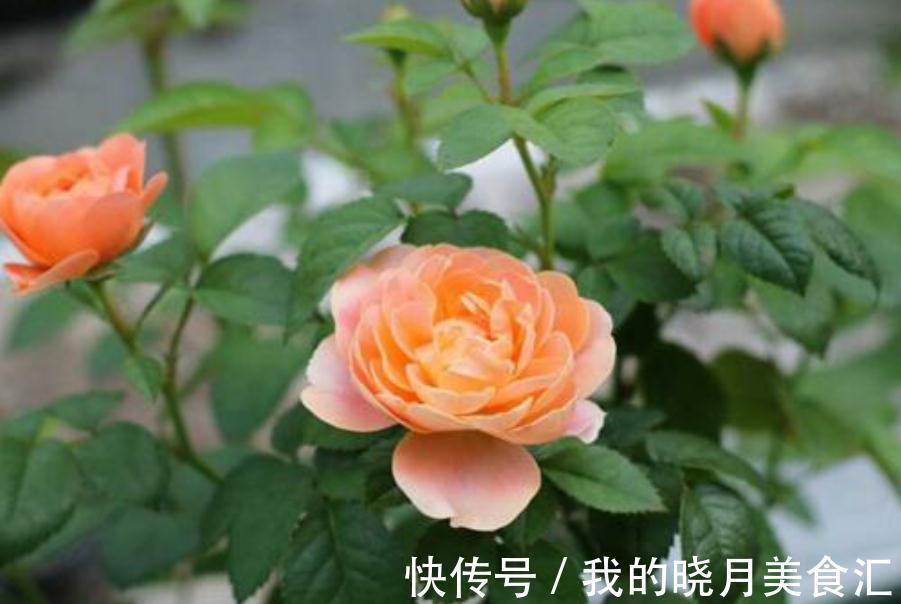 月季花苞膨大期,这点养护别疏忽,花苞发育快,花大色艳