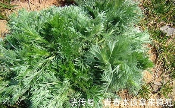 热结黄疸|农村这种野草，长得像“艾叶”，原来还有清热利湿的功效