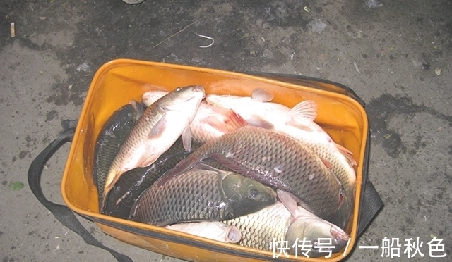 喜欢用红虫钓鱼的看过来 分享几种红虫用法