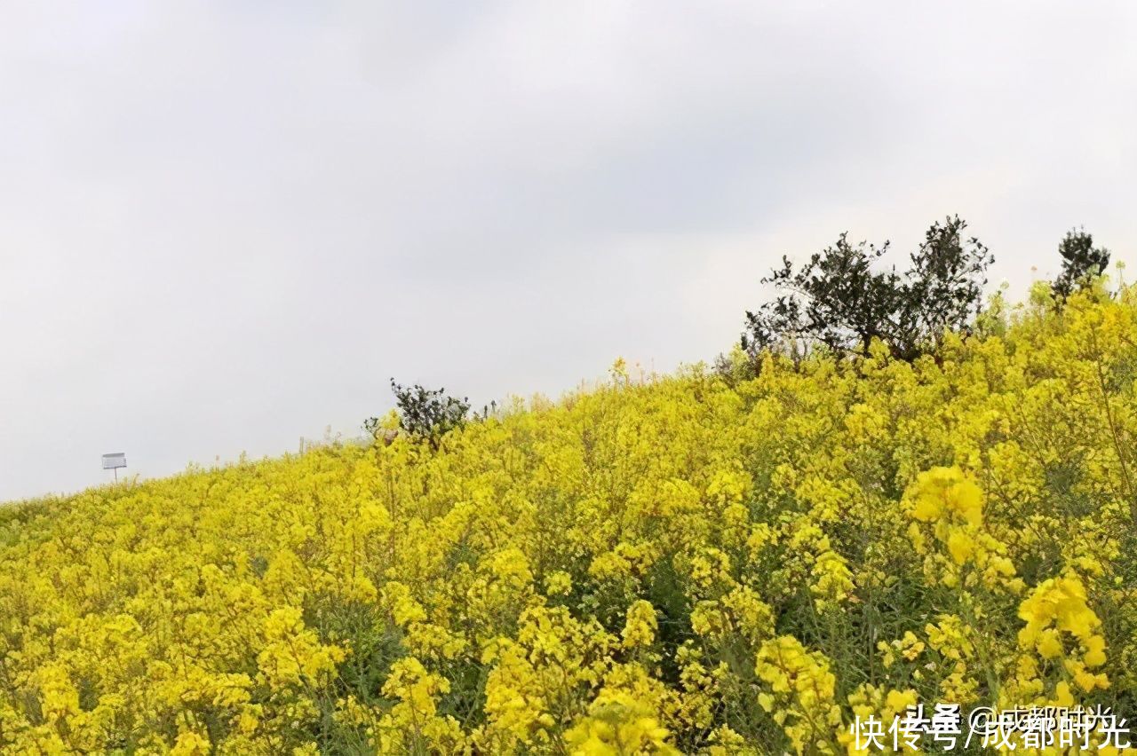 22℃的成都 7个油菜花地点 就近选择