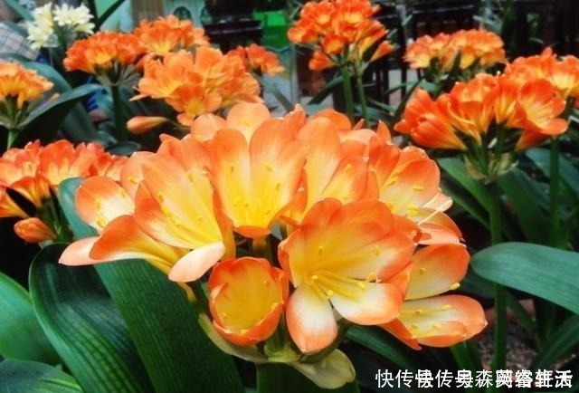 这4种“绿植”,穷就更要买,在客厅养一盆,慢慢“白手起家”!