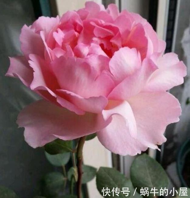 颜控|谁见了都喜欢的4种花,好养又漂亮,一年四季可开花,快快养起来