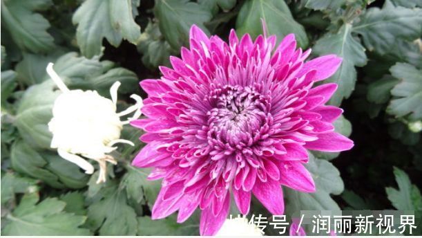 菊花|此龙火珠,比牡丹花还漂亮,花期长,养护简单,还可做盆景