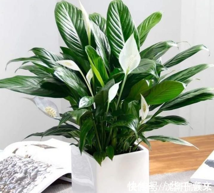 漂亮|漂亮又好养的4种花，越养越旺，随便养都开花不断，开花一簇簇！