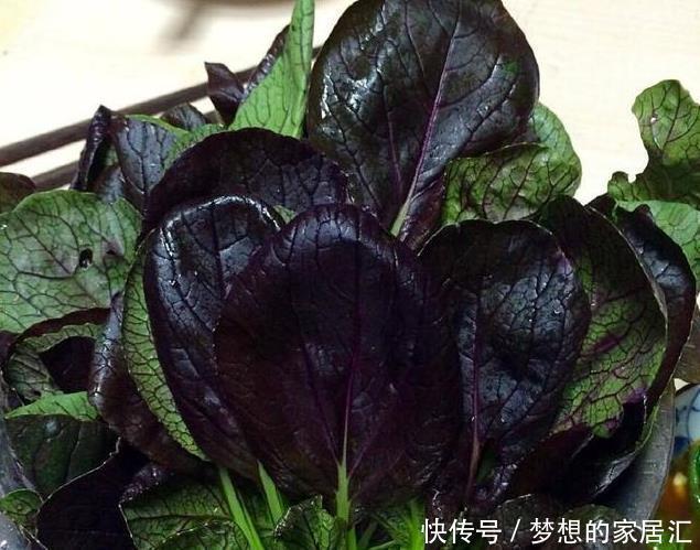 特别|阳台种菜就种它,一个月就能上桌,比小白菜更美味更美貌