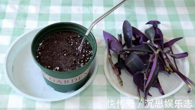 扦插|紫竹梅扦插有技巧,做好几点,生根快,轻松一盆变多盆