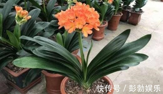 养分|花生壳、核桃壳别再扔了，养花铺盆底，土壤透气、植物疯长