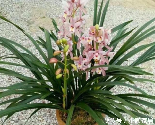 养护|墨兰开花后怎么养护花色娇艳?