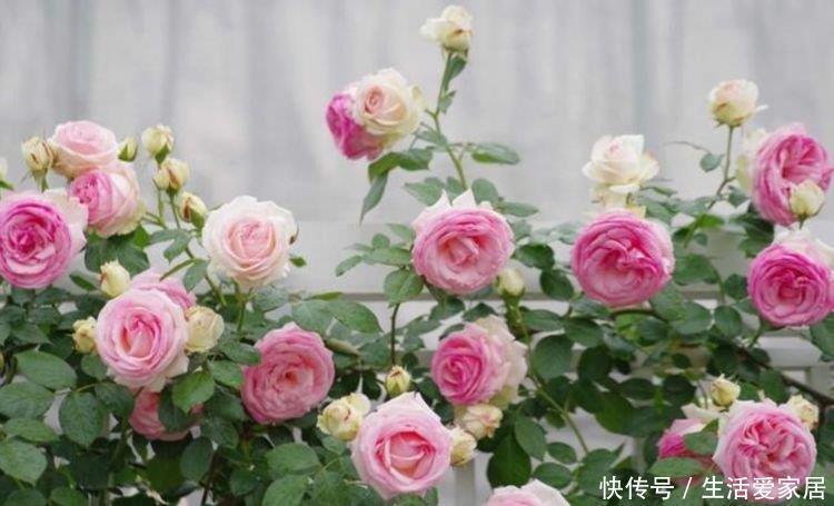 家里要养4种花,开花吉祥又喜庆,红红火火好运来!