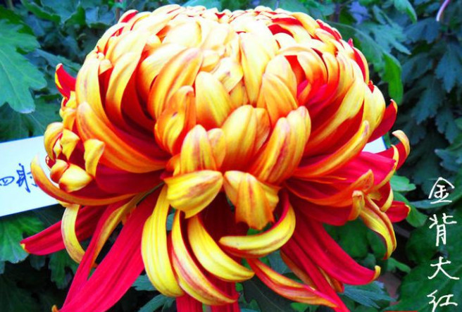 喜欢菊花,不如养盆“稀世名菊”,似燕舞飘垂,优雅百媚