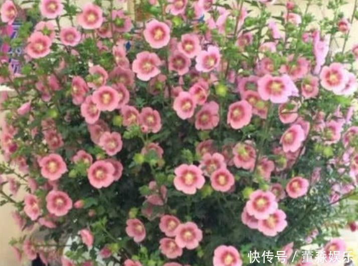 花开的三种花,开花,一次,开花,一年不停,谁养的