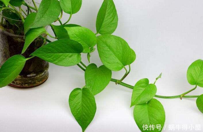 家家都养绿萝,有人却说“有毒”,别不信