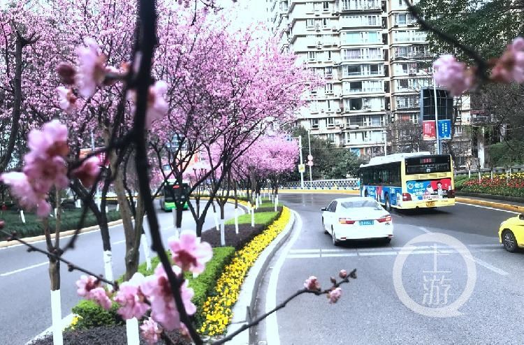 山城|春到山城丨渝中一号桥这里的桃花带美翻了！