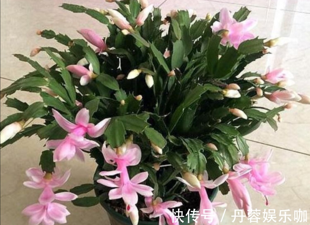 家里有5种花,想要开花多,秋天别忘施1种肥