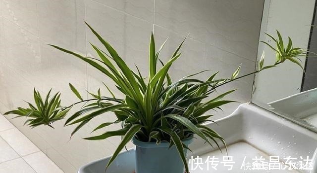 廿四|初秋给吊兰“整整型”，做好两件事，变成飘逸“小老桩”！