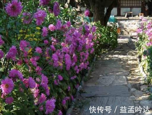 “玉米棒”还在扔往盆里一塞,等于“促花激素”,花开爆不停