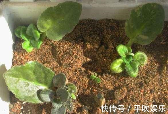 叶片|这“2种花”,摘1片叶子就能插活,花美叶绿,一盆种出20棵