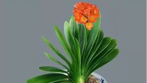 君子兰没有根能栽活吗,三个步骤教你如何栽好君子兰!