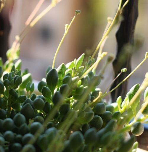 春秋|多肉达人手把手教你怎么把肉嘟嘟、圆滚滚的“锦上珠”养爆盆