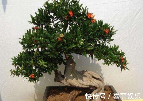 盆栽石榴如何修剪1个修剪小技巧,株型美如盆景,果子多又大