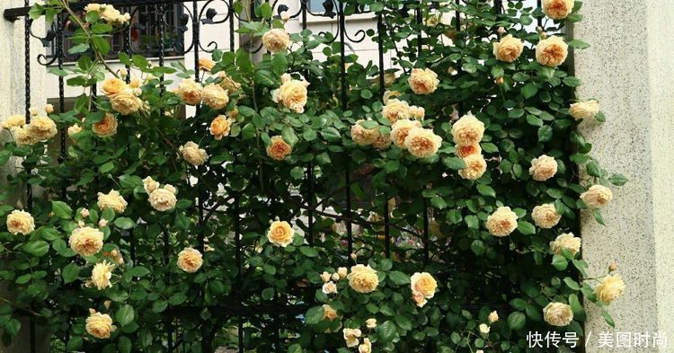 洋房|为了可以养花,我建了座小洋房,终于可以打造梦寐以求的花园了