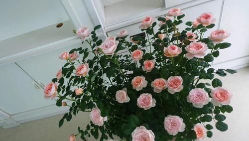 好处|家庭常备的小苏打:这么养花,好处多多,现在知道也不晚!