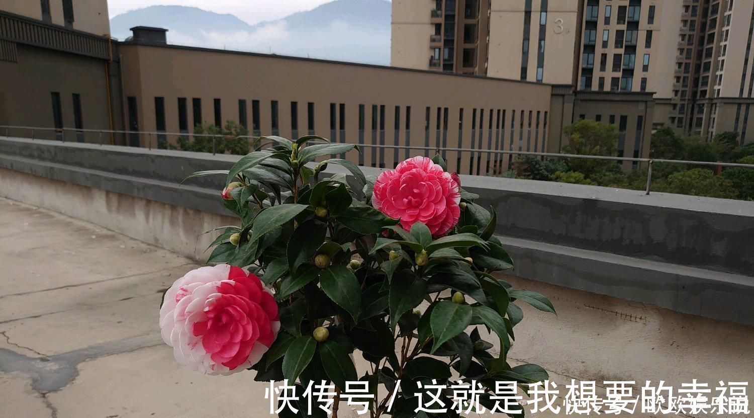 茶花|此花是中国传统名花，一树多色花，漂亮不输牡丹，北方也能养