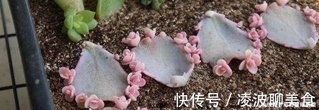 多肉|这5种花草，别花钱买，掐一片叶子插土里，一个月长满盆，贼省钱