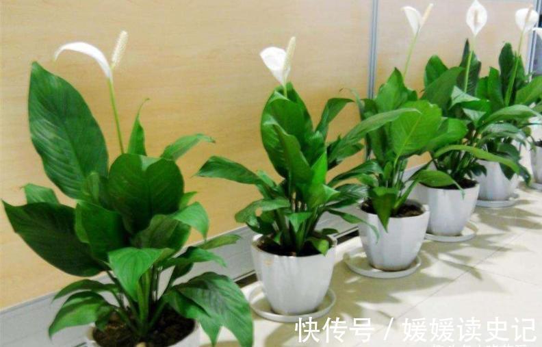 10种“旺运花”,家里至少养一盆,漂亮吉祥还“养人”