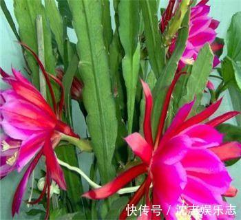 大肚子|4种“懒人花”,记住一个“旱”字,就能盆盆爆,开花真好看!