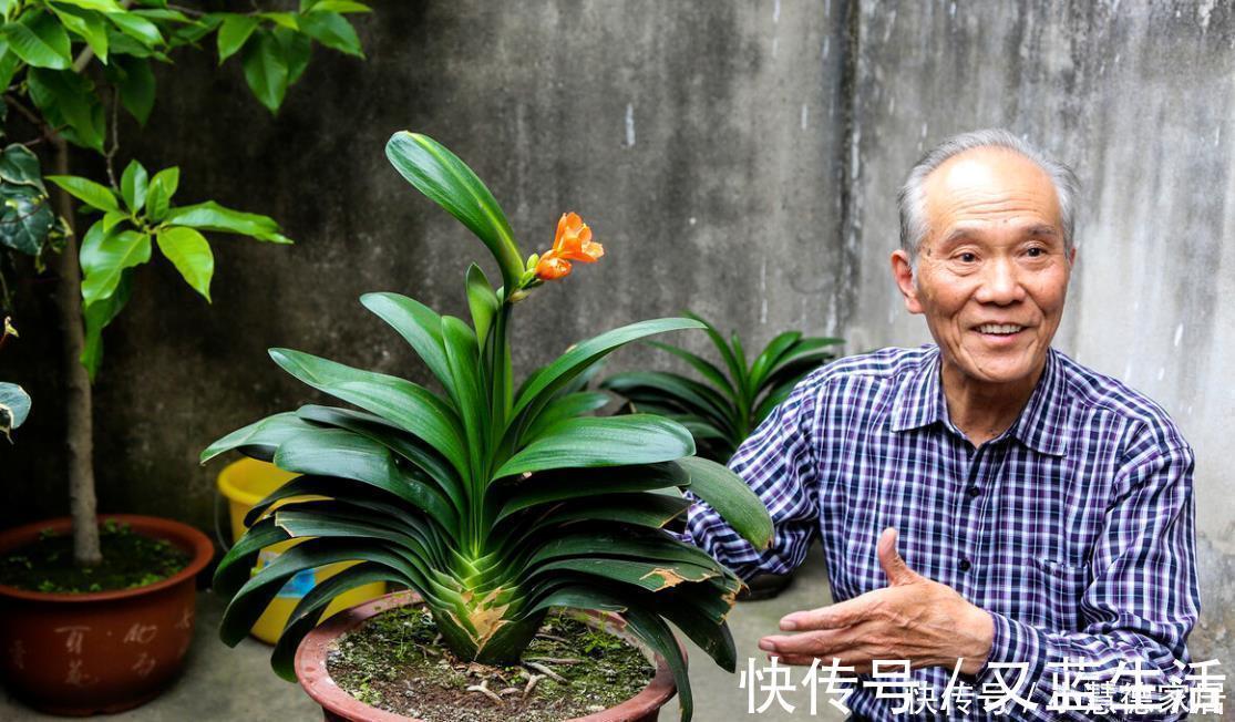 养君子兰要先养好根,三种东西养根又护根,多年经验积累