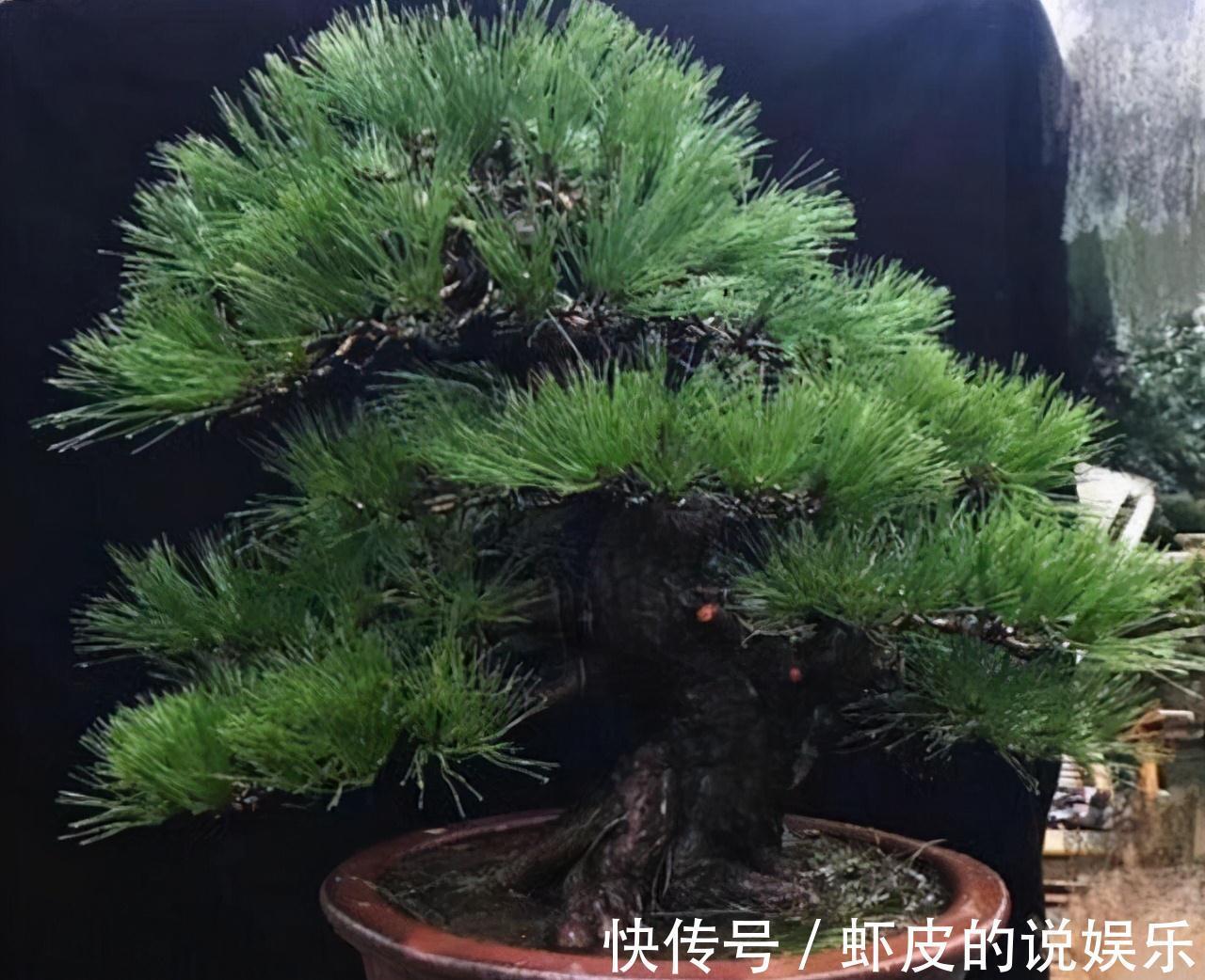 下乡去老花匠家,遇见如此大气的黑松盆景,可算开眼界了