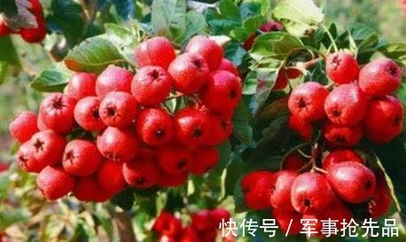 山楂|常吃山楂能使乳腺结节变小?若想早日松散结节,不妨经常吃4物